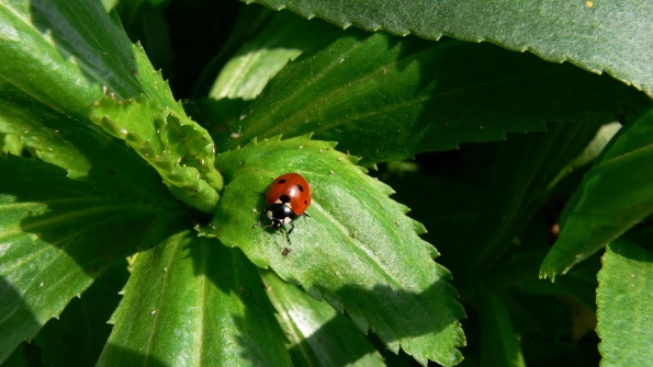 Coccinelle